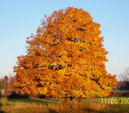 autumn on muggy road