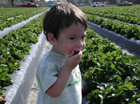 Tyler picking strawberries