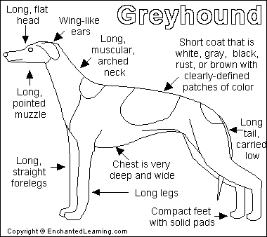 Greyhound!