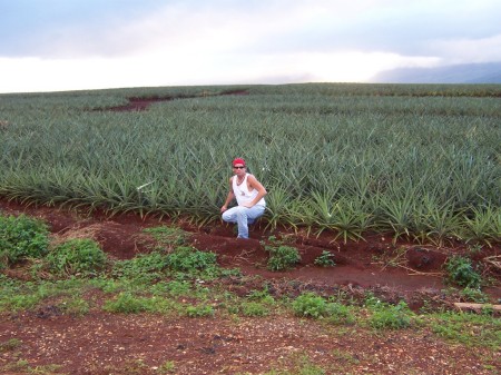 Pineapple fields forever