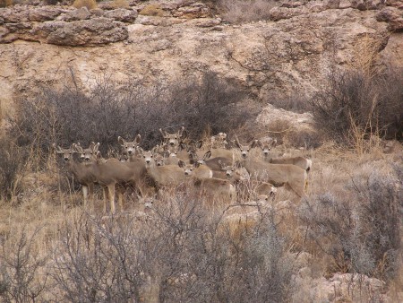 deer family portrait