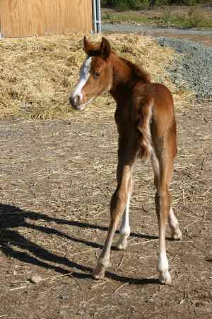 New foal 2007