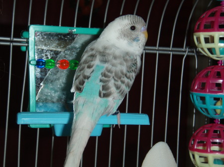 MY BIRDY