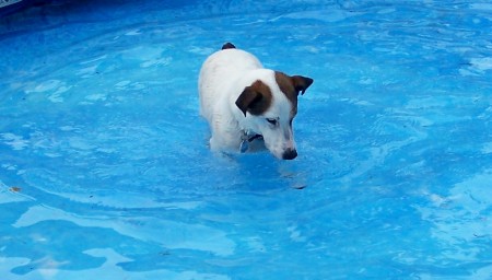 Jack looking for bugs in the Swimming Pool