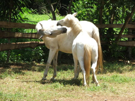 a couple of the ponies playing