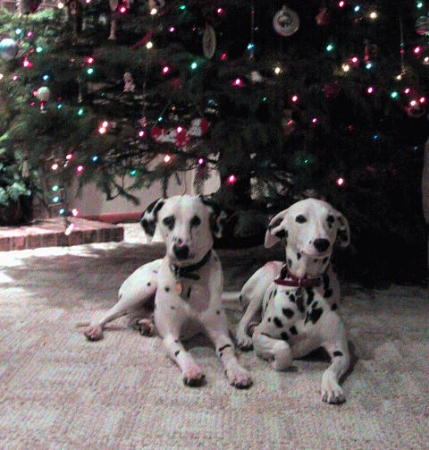 Alex and Darla at Christmas time