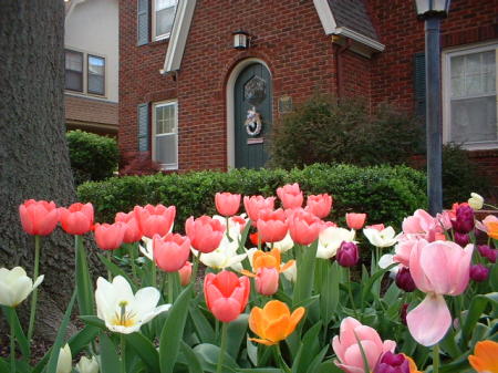 Tulips