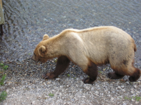 bear in alaska