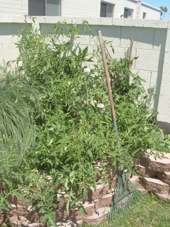 The Tomato Plant that Ate Scottsdale