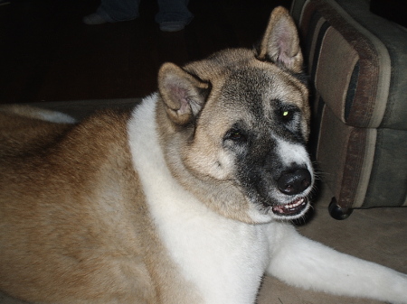 Gracie - my Akita