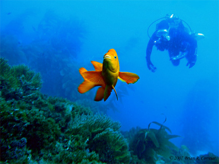 Channel Islands diving