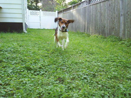 Sir Sparky Houdini Coughsalot the Foxhound