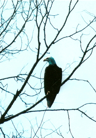 Eagle in our Back Yard 2007