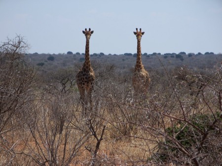 Teenage Girafes in the bush