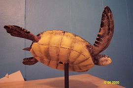 green sea turtle 005