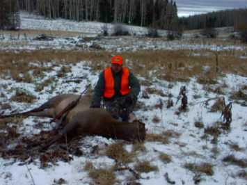 Elk Hunting at Lone Cone Mountain in SW Colorado