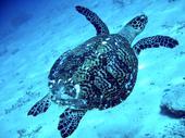 tahitian turtle...o7