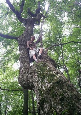 up a tree