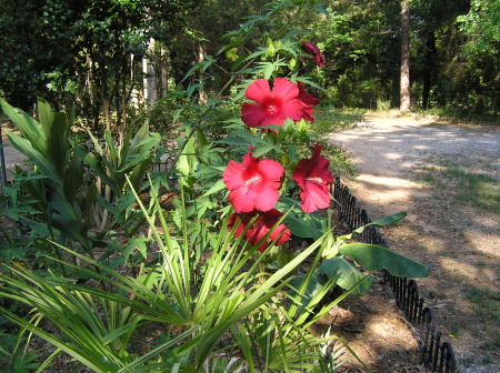 Sideyard garden