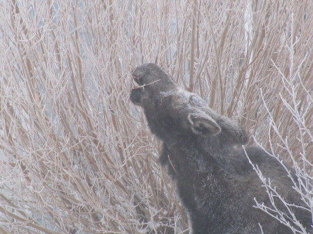 MUNCHING MOOSE