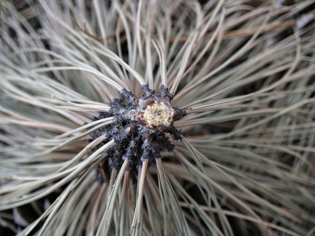 Ponderosa Pine Needles