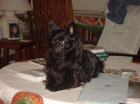 Fancy, my long hair chihuhua, enjoying herself on the table after Thanksgiving Dinner