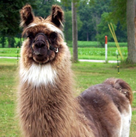 This i one of our Llamas. This is baby Levi