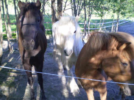 My Iceland horses
