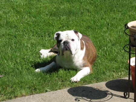 Marino, our bulldog.