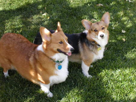 Our Welsh Corgies