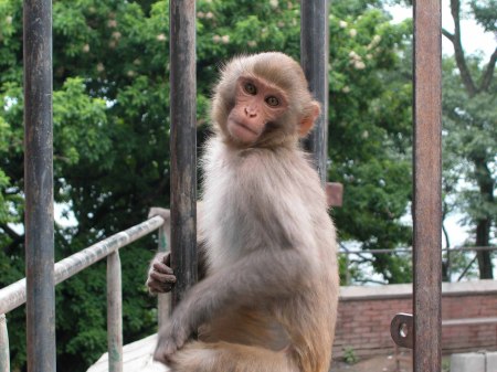 Monkey at Monkey Temple in Kathmandu