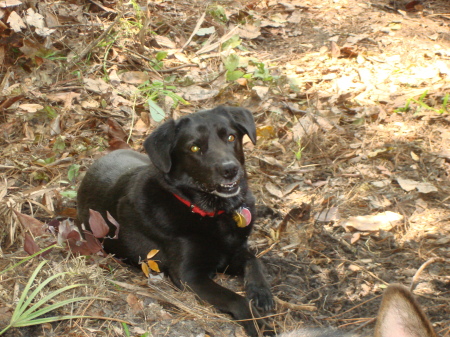 Izabelle-12 yr old Lab mix