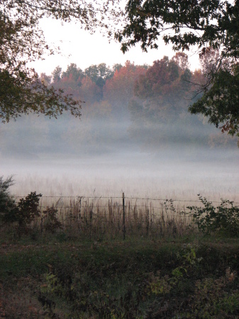 fog in the country