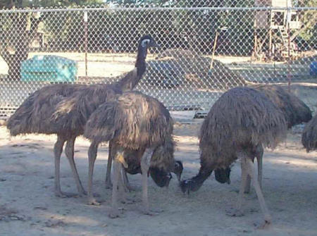 More Emus