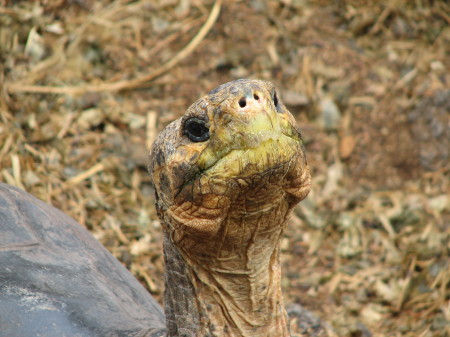 galapagos