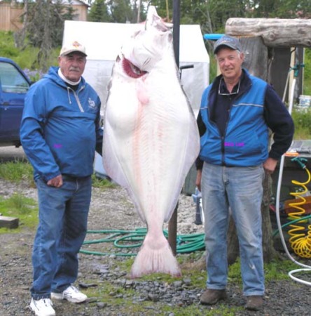 Alaska Halibut