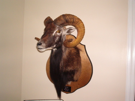 mouflon sheep