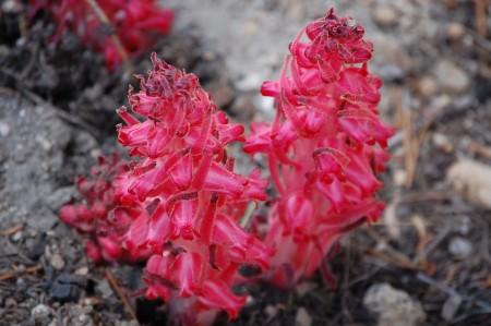 Some Kind Of Fire Weed