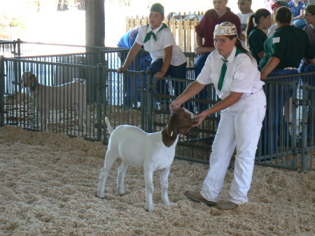 LA Fair 1st in goat showmanship