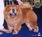 Chow Chow love!