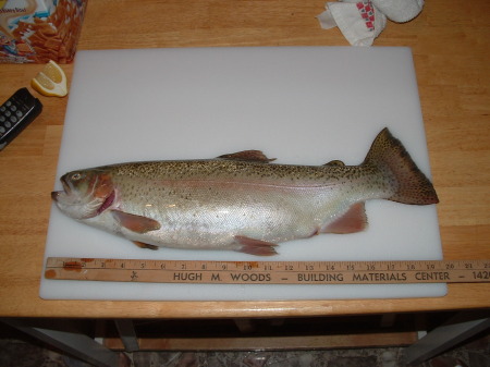 20 inch trout