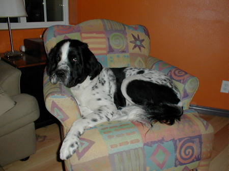 Our Newfoundland, Boeing, in his favorite chair!