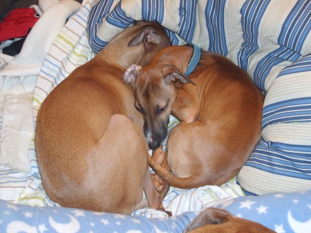 Rocky & Riley snuggling