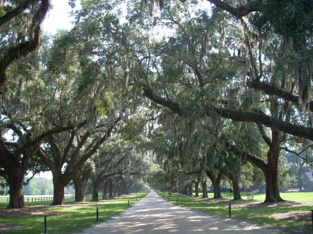 Driveway to Boone Plantation