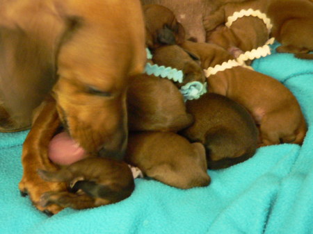 ABBY AND PUPS