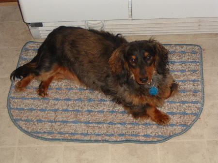 My miniture long haired Daushund, Ember