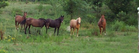 My Horse's