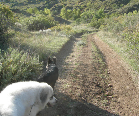 Sophie on our walk