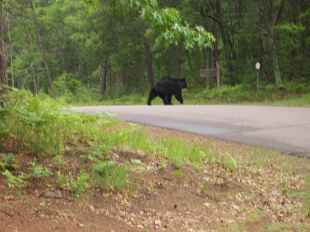 Bear in my driveway