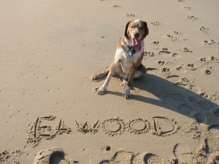 Elwood